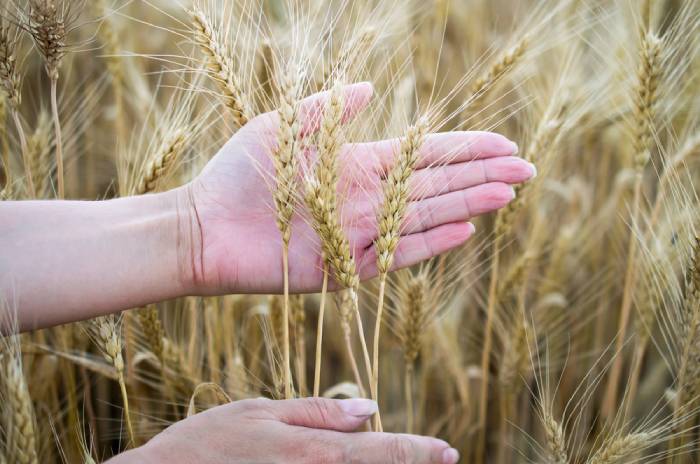 beta glucan from oats